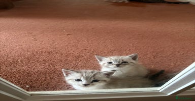 Ragdoll cats - Advert 2