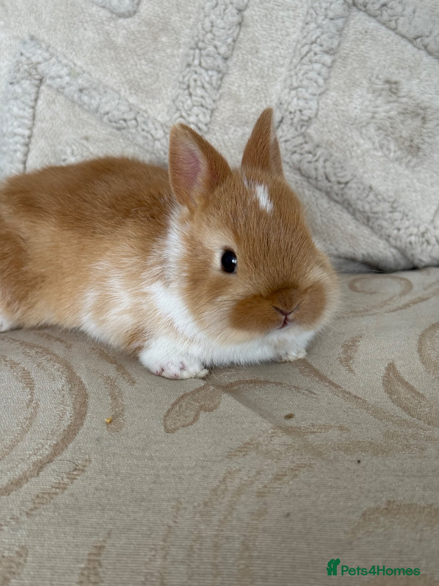 Netherland Dwarf rabbits 2 Adorable Netherland Dwarf ready to go NOW - Advert 1