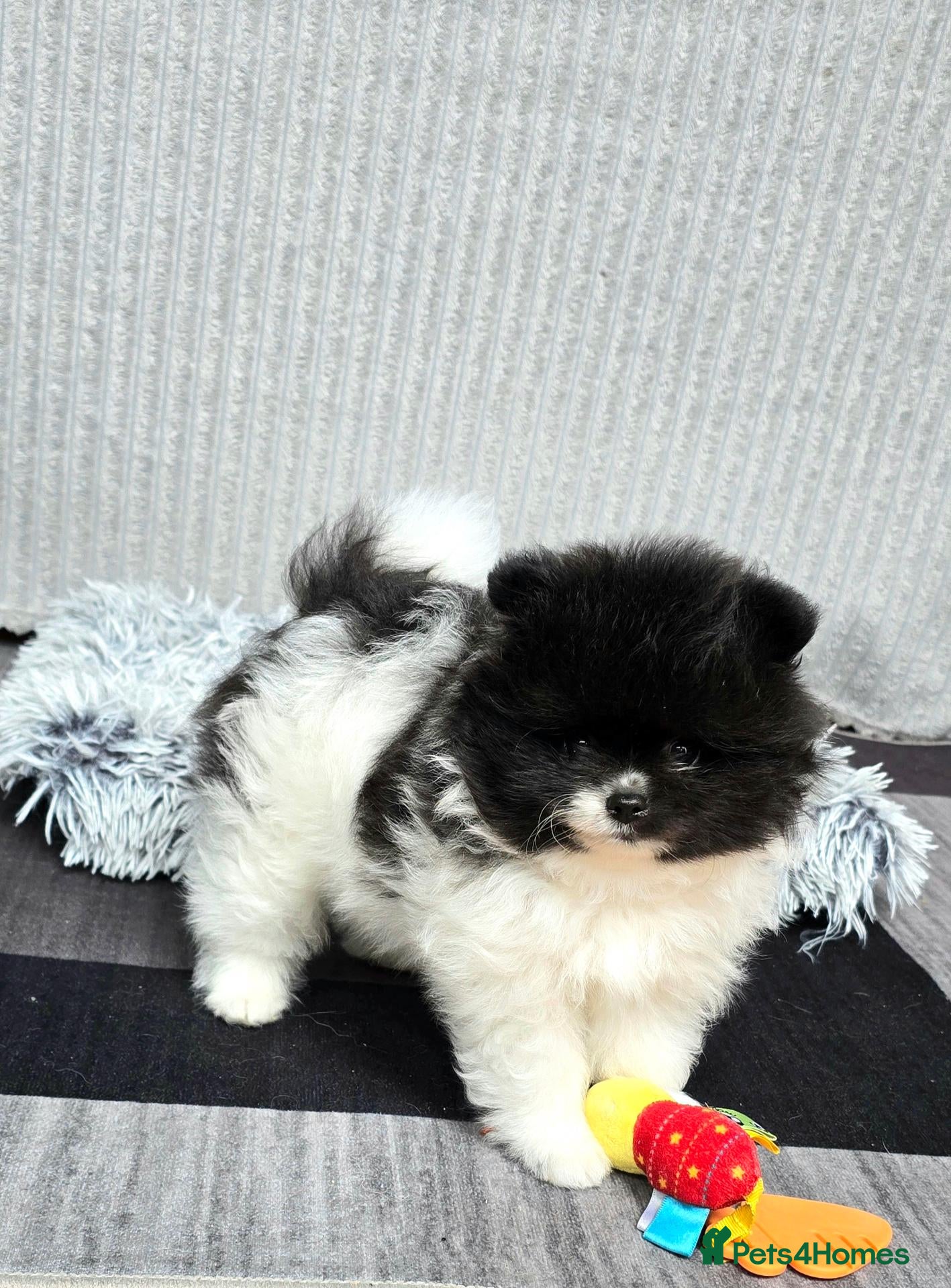 Pomeranian dogs Particolour Poms - Advert 1