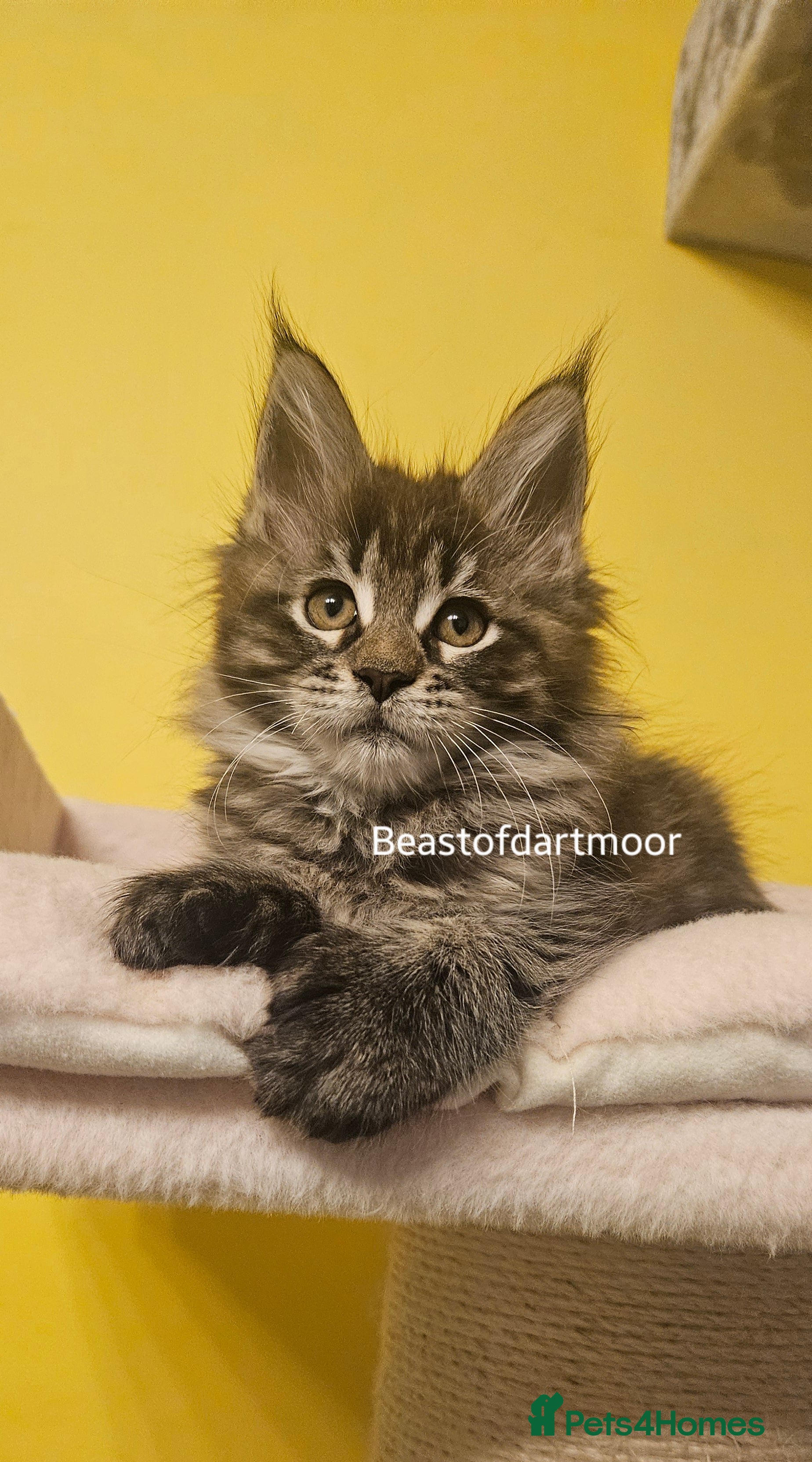 Maine Coon cats TICA Registered Maine Coon Kittens  - Advert 3