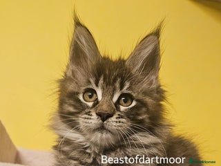 Maine Coon cats TICA Registered Maine Coon Kittens - Advert 2
