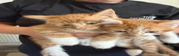 Mixed Breed cats for sale: Two ginger boys  - Advert 5