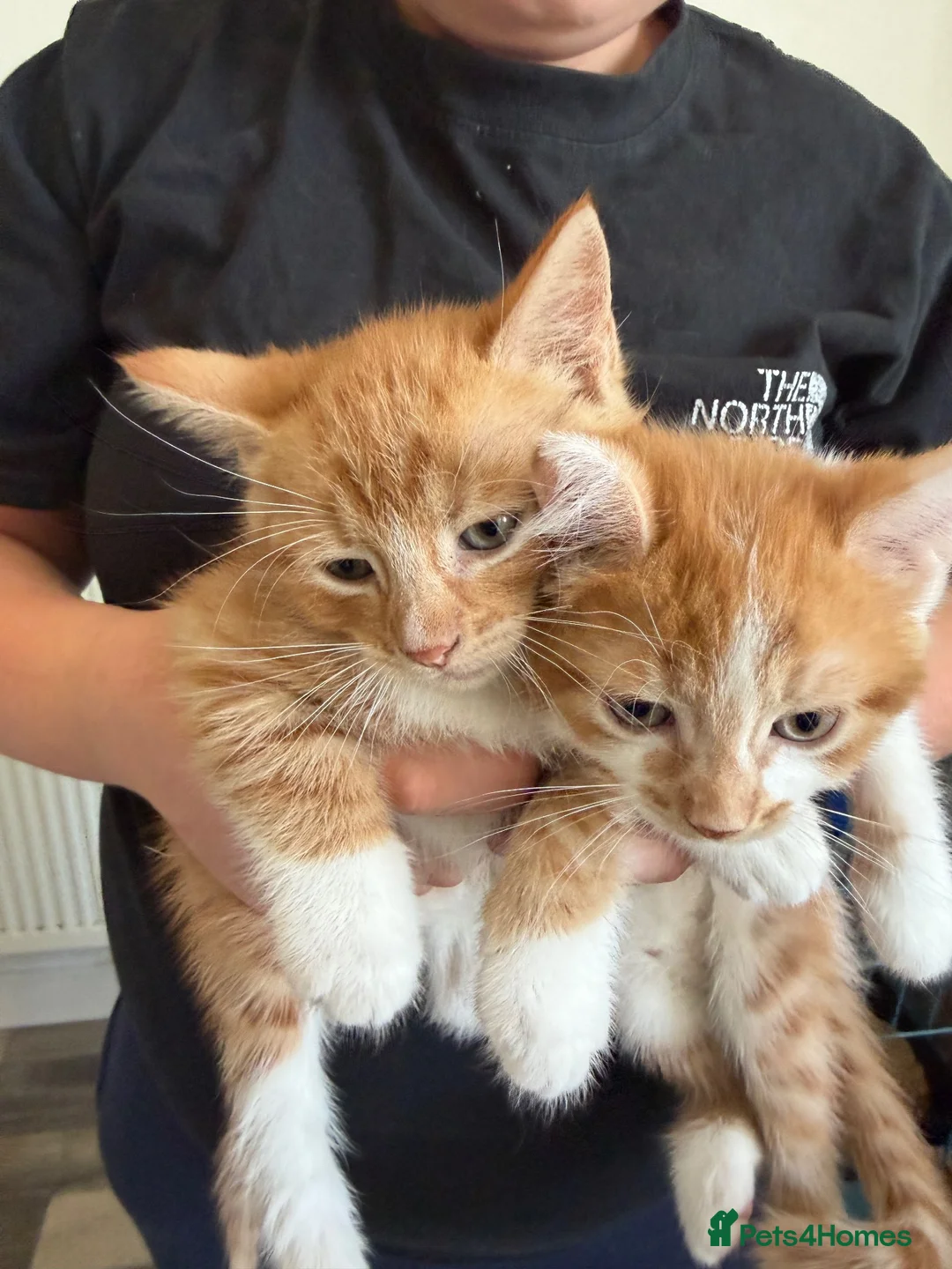 Mixed Breed cats for sale: Two ginger boys  - Advert 5