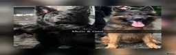 German Shepherd dogs for sale: German shepherd black - Advert 12
