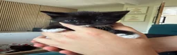 British Shorthair cats for sale: Kittens for sale ❤️ - Advert 2