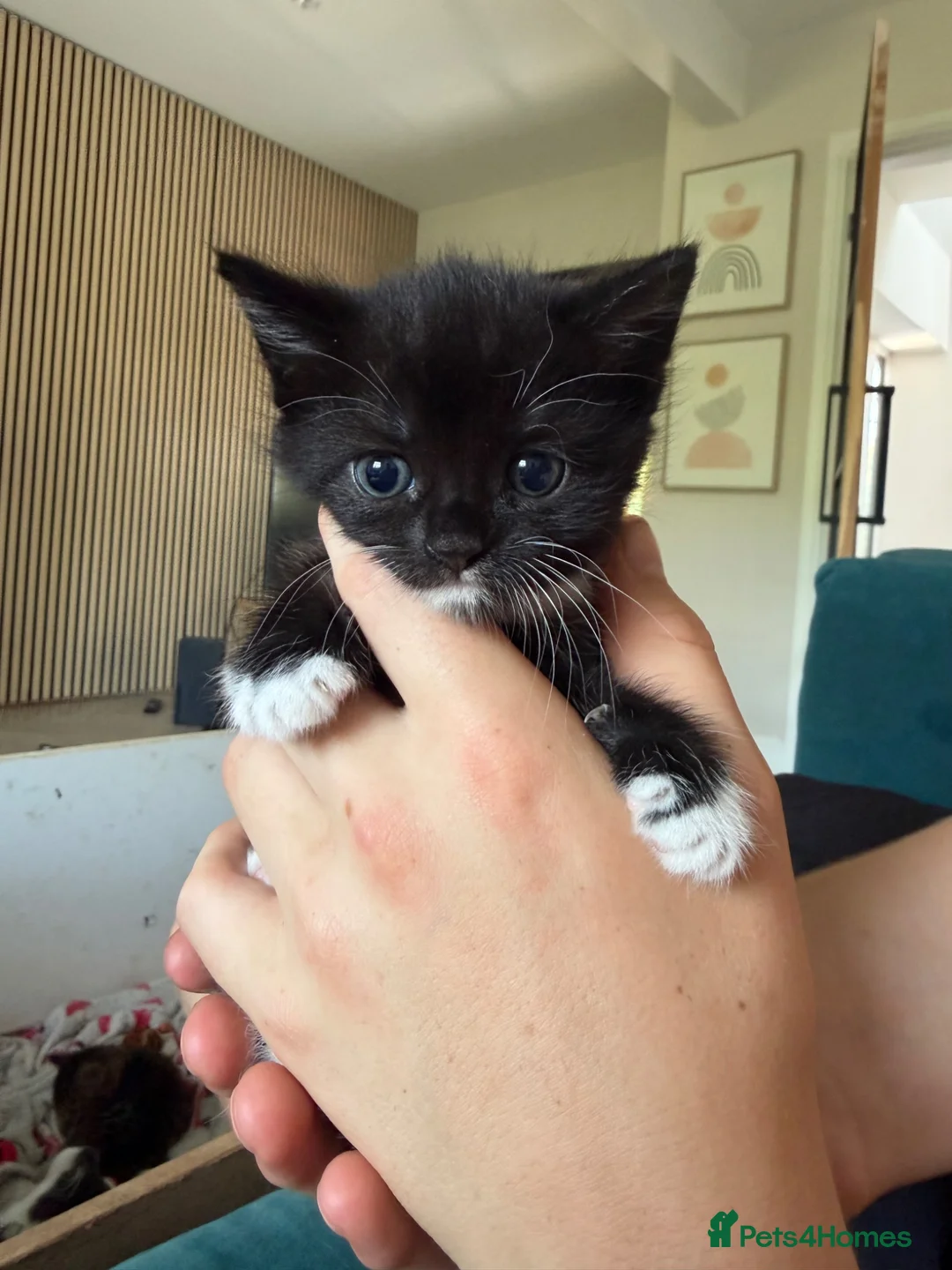 British Shorthair cats for sale: Kittens for sale ❤️ - Advert 2