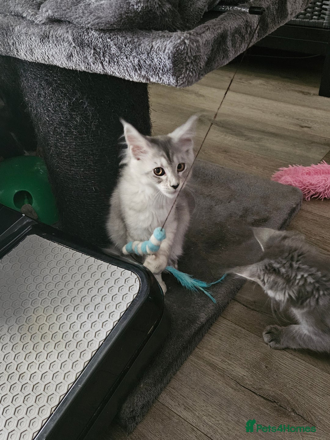 Maine Coon cats for sale: ACTIVE Silver Smoke Girl. 💖💖READY NOW💖💖 - Image 4
