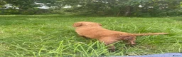 Australian Labradoodle dogs for sale: Australian Labradoodle puppies - Advert 27