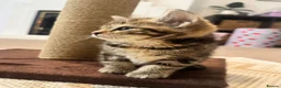 Bengal cats for sale: 4 month old F kitten  - Advert 3