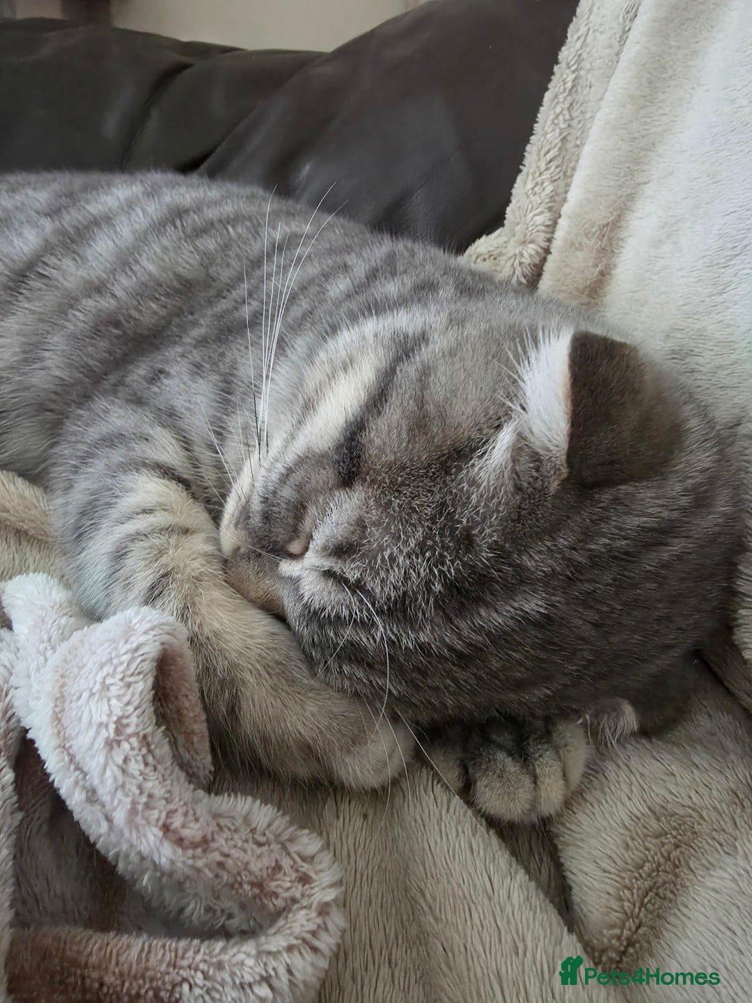 Scottish Fold cats for sale: Scottish Fold kitten. (last boy) - Image 2