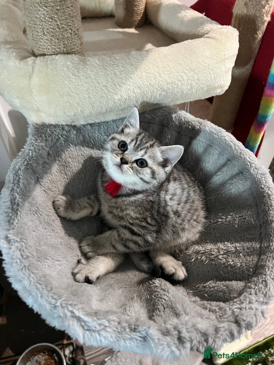 British Shorthair cats for sale: British Shorthair Kittens 🐱  - Advert 6