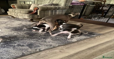 Italian Greyhound dogs - Advert 4
