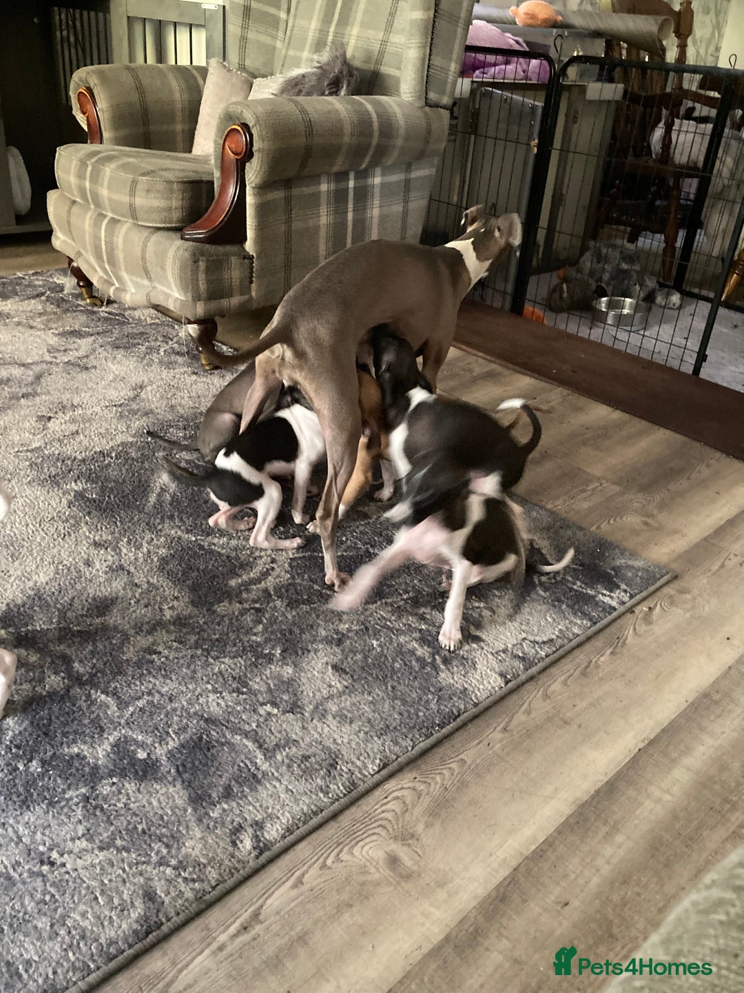 Italian Greyhound dogs for sale: Kc reg Italian Greyhound puppies  - Advert 4