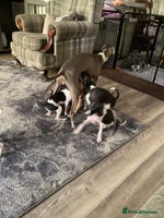 Italian Greyhound dogs - Advert 1