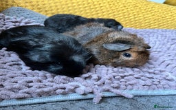 Guinea Pig rodents for sale: 3 x baby boy guinea pigs - Image 7