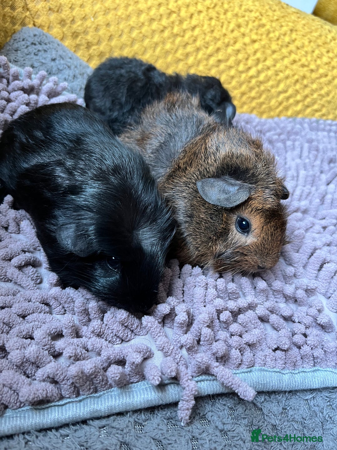 Guinea Pig rodents for sale: 3 x baby boy guinea pigs - Image 7