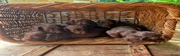 Cocker Spaniel dogs for sale: Cocker spaniel puppies - Advert 4