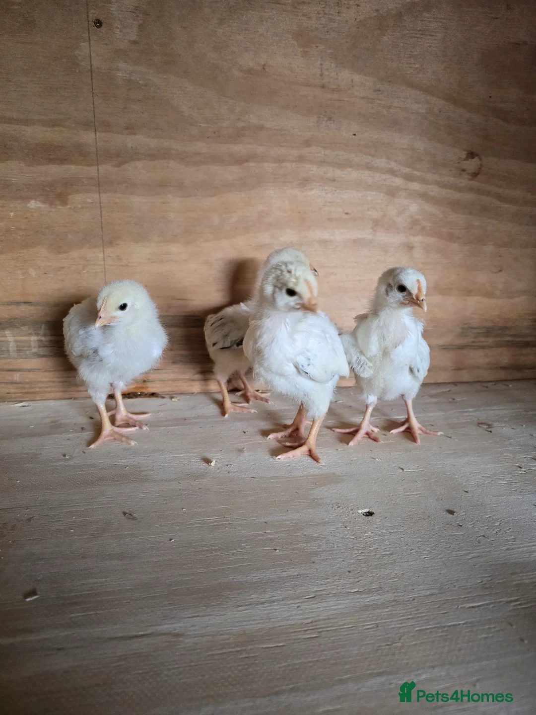 Chickens poultry for sale: Light sussex chicks available  in Wrexham - Advert 2