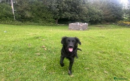 Goldador dogs for sale: Shep  - Image 11