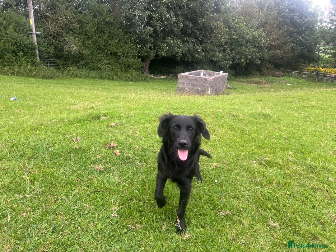 Goldador dogs for sale: Shep  - Image 11