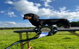 Miniature Dachshund dogs for sale: Miniature dachsund  - Image 10