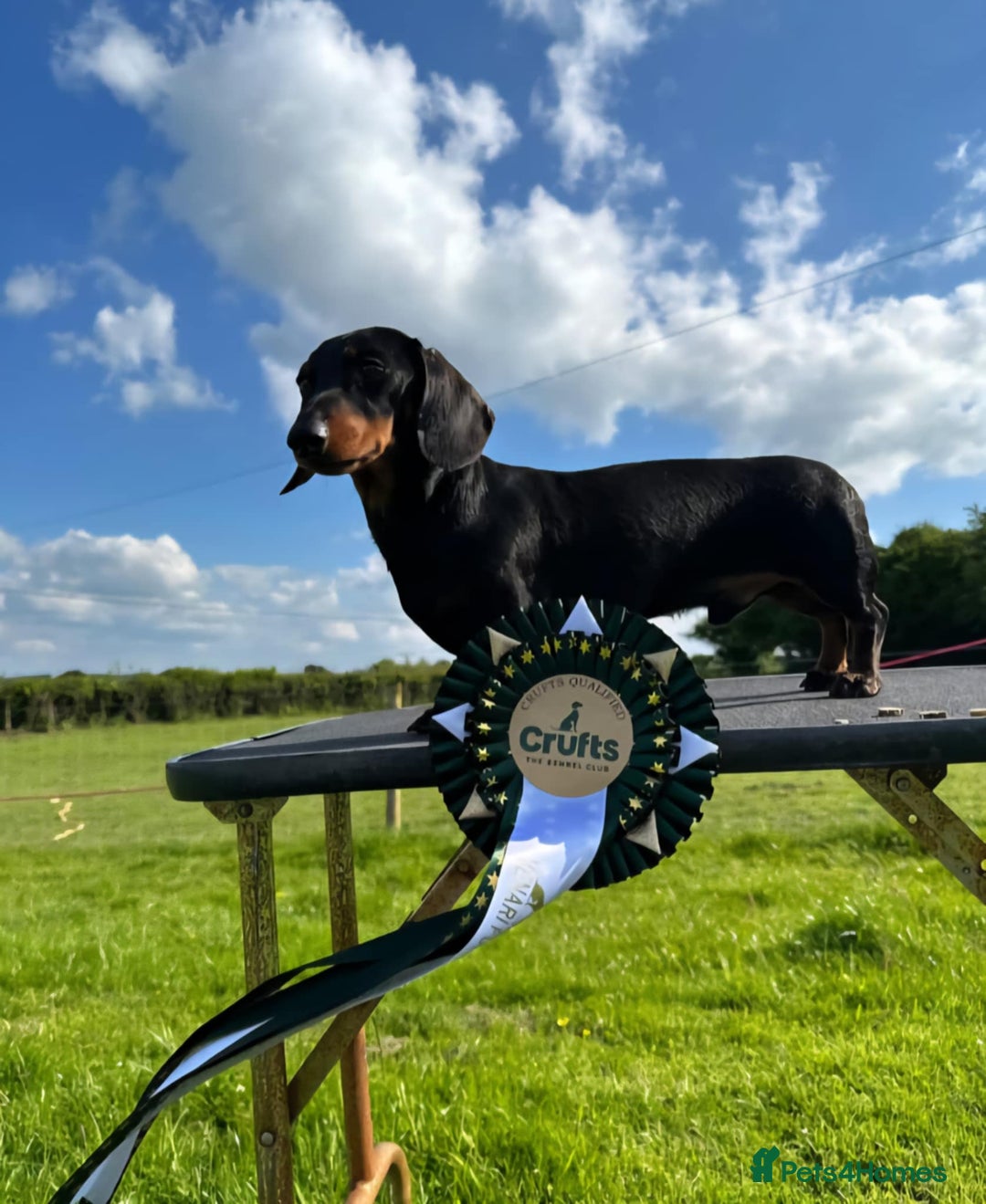 Miniature Dachshund dogs for sale: Miniature dachsund  - Image 10