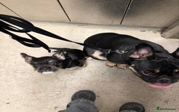 Mixed Breed dogs for sale: french bull dog x carin terrier girls x - Image 11