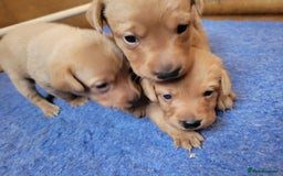 Labrador Retriever dogs for sale: Red Fox Labrador Puppies–Ready from 26th September - Image 30