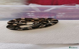 Corn Snake reptiles for sale: Baby corn snakes - Image 3