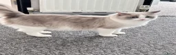 Ragdoll cats for sale: Seal mink pedigree ragdoll (Cherubim)  - Advert 4