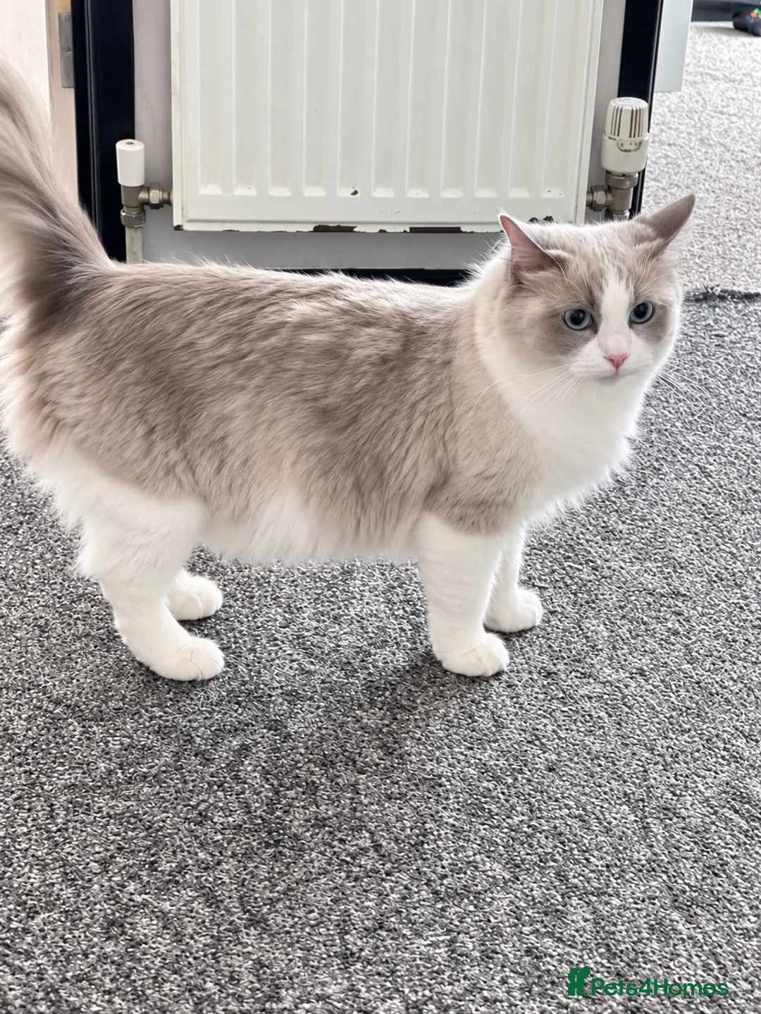 Ragdoll cats for sale: Seal mink pedigree ragdoll (Cherubim)  - Advert 4