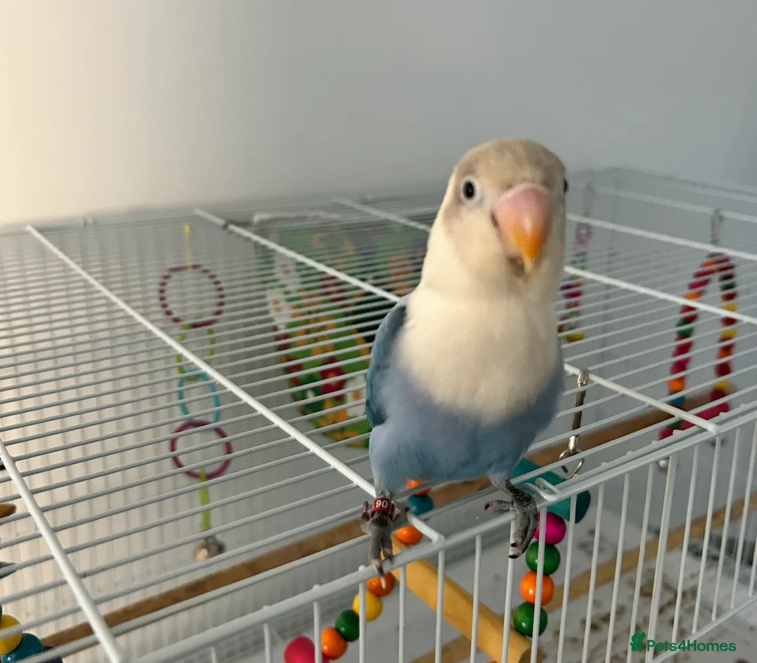 Lovebirds birds for sale: 1 year old opaline female lovebird with cage  - Advert 2