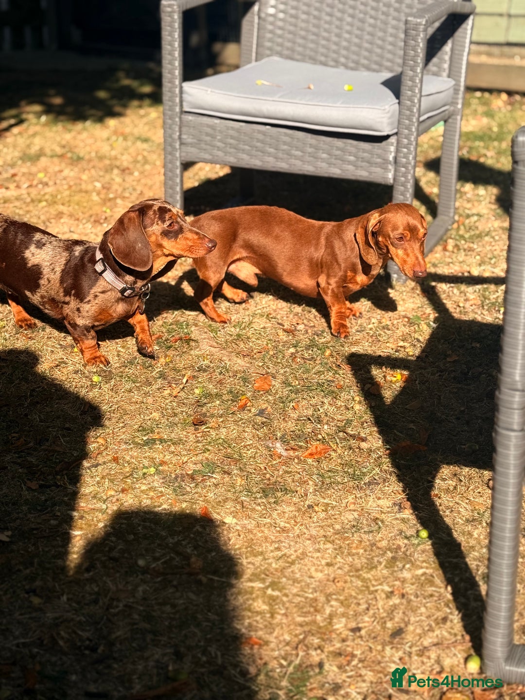 Miniature Dachshund dogs for sale: 3 Miniture dachshunds for sale  - Image 12