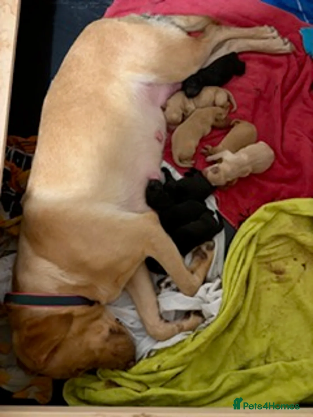 Labrador Retriever dogs for sale: LABRADOR PUPPIES - Advert 22