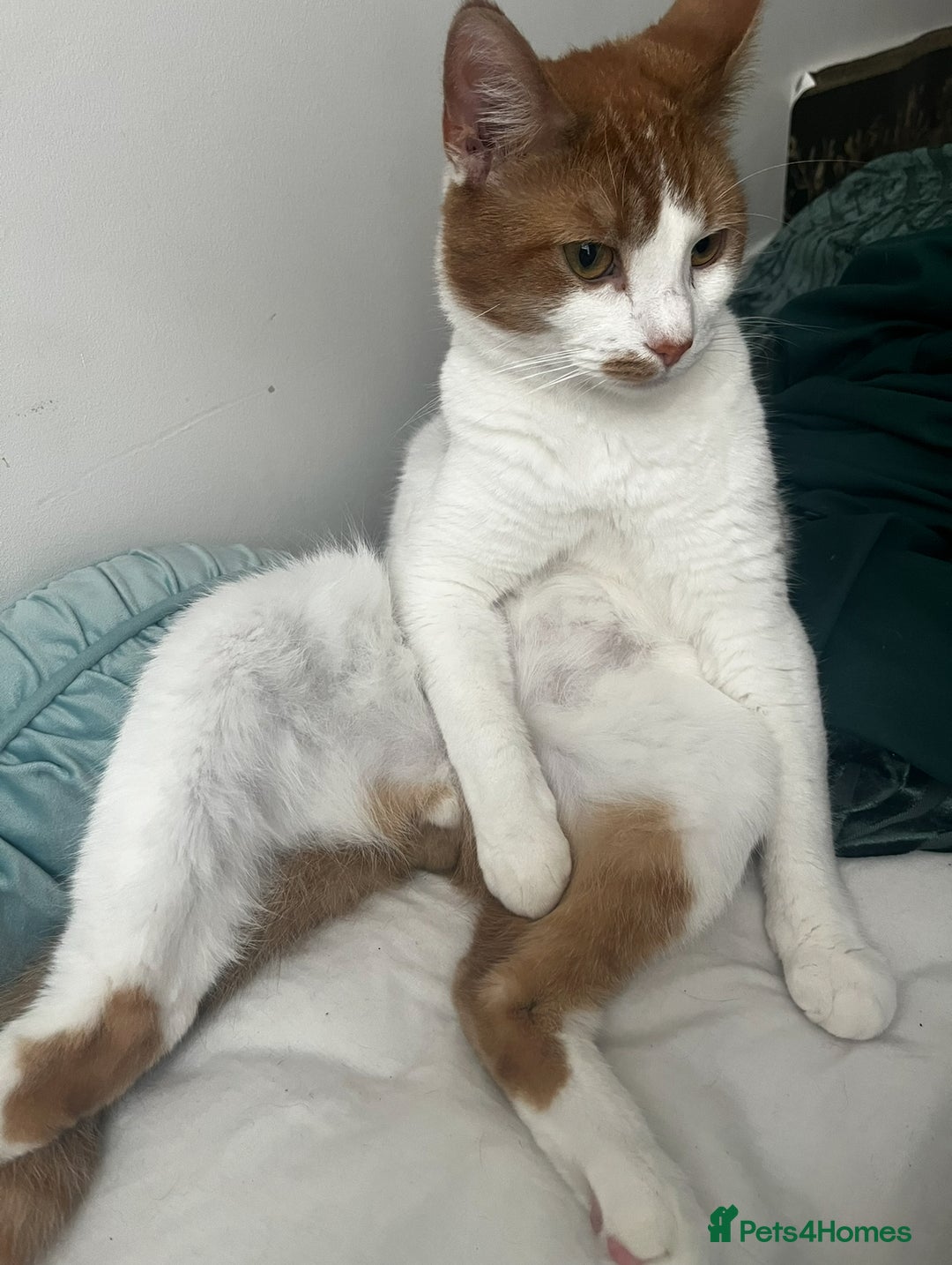 Turkish Van cats for sale: Mister needs a warm and loving home! - Image 2