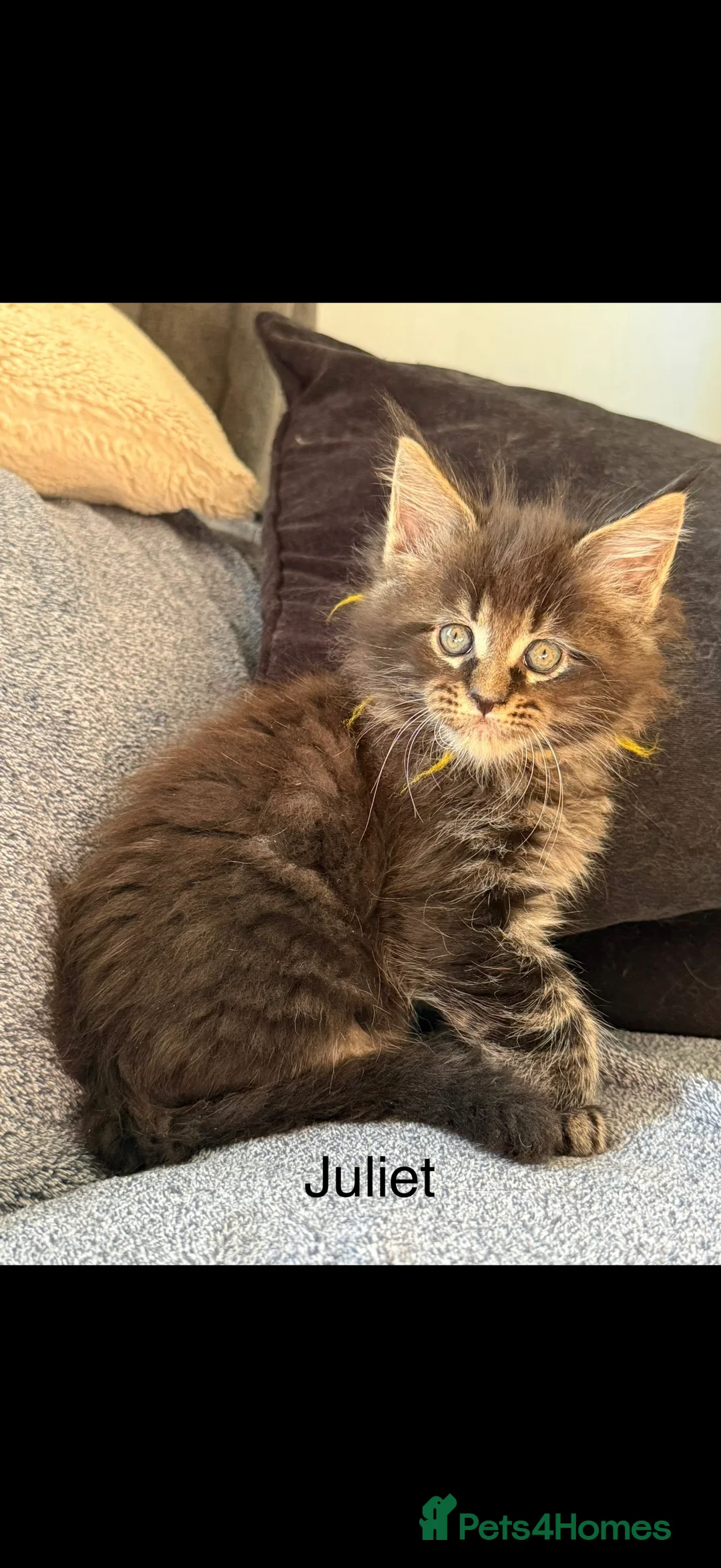 Maine Coon cats for sale: Full Maine coon born 14th feb kittens  - Advert 2
