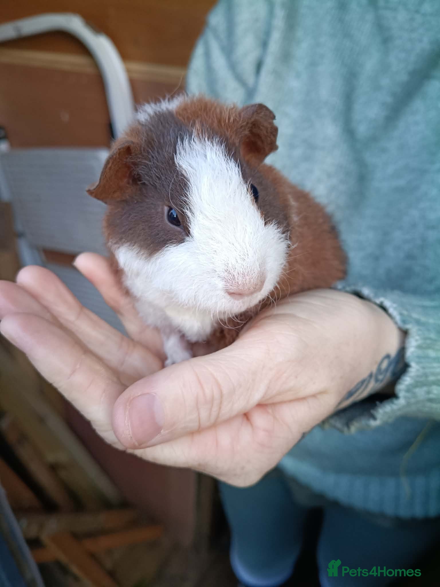 Guinea Pig rodents Teddy Guinea pig babys - Advert 1