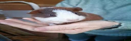 Guinea Pig rodents for sale: Teddy Guinea pig babys in Ayr - Advert 1