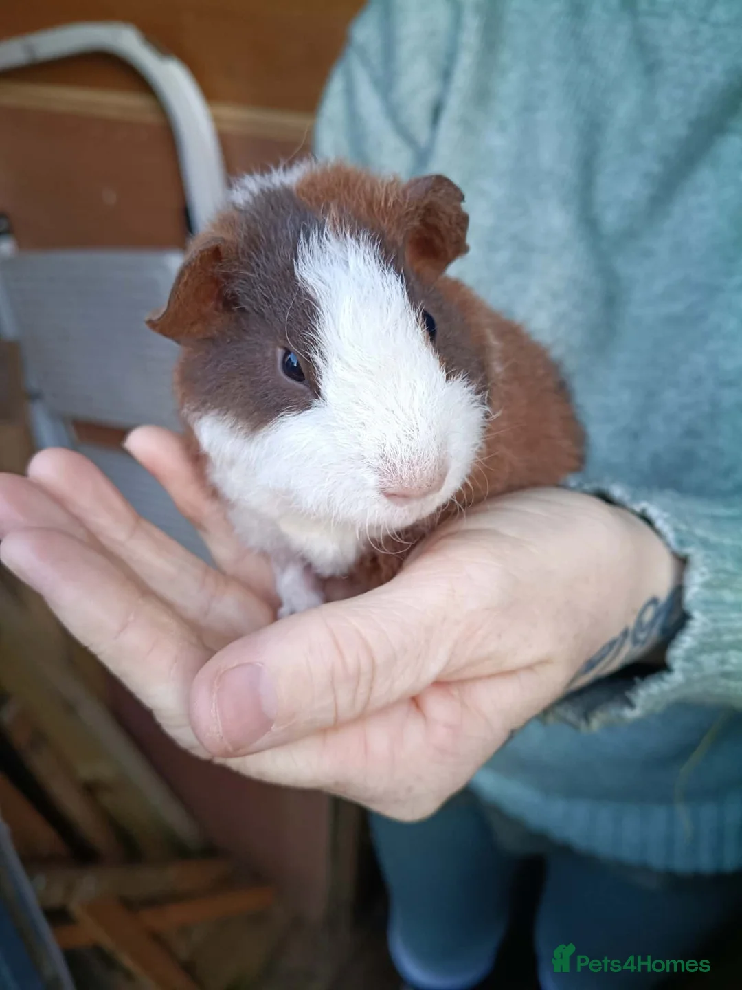 Guinea Pig rodents for sale: Teddy Guinea pig babys in Ayr - Advert 1