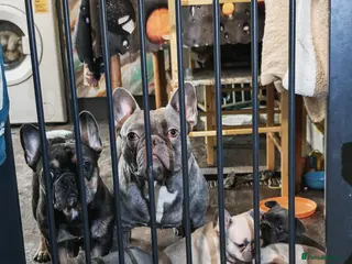 French Bulldog dogs 4 french bulldog female puppys - Advert 2