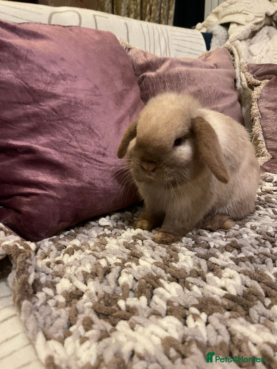 Mini Lop rabbits for sale: 2 male mini lops rabbits for sale - Advert 2