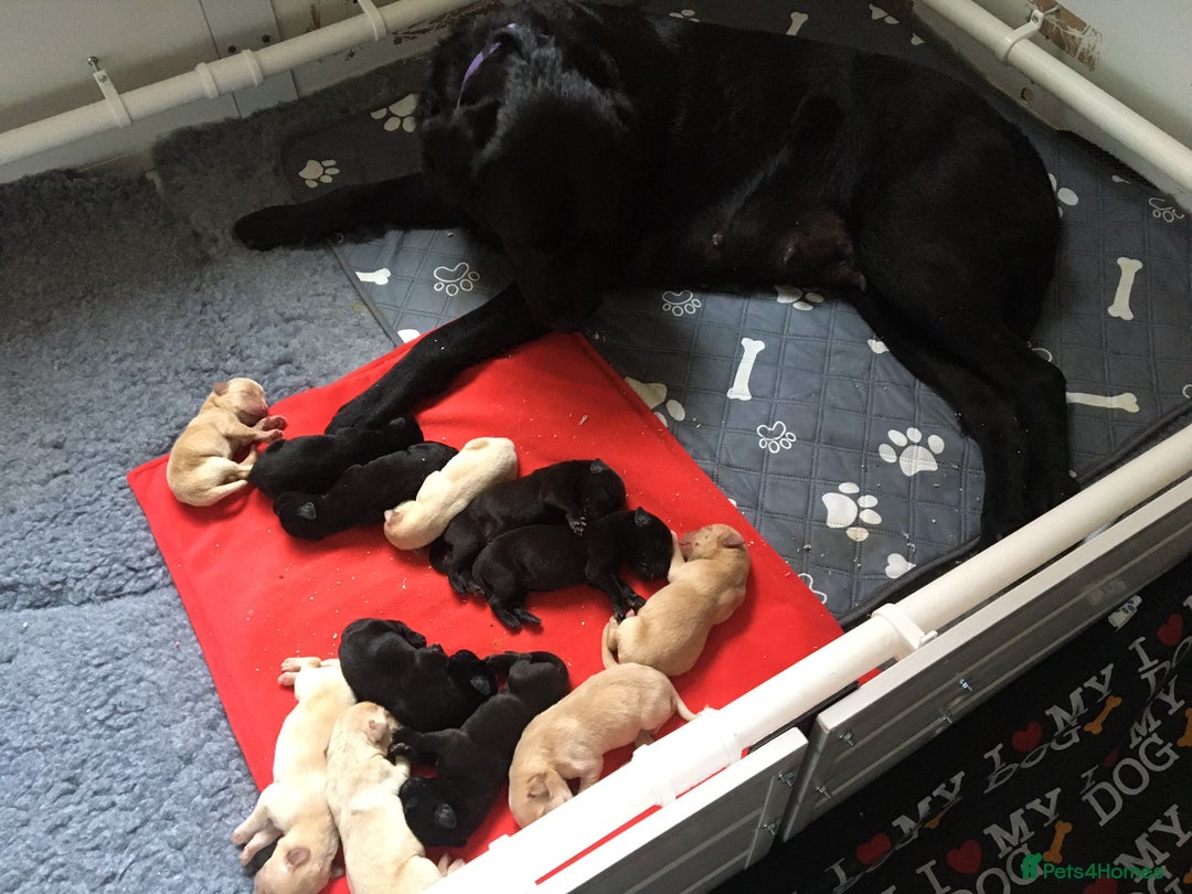 Labrador Retriever dogs for stud: Labrador stud dog produces black yellow chocolate - Image 12