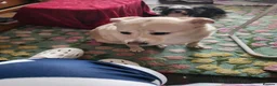 Mixed Breed dogs for sale: Mixed breed For sale  in Didcot - Advert 6