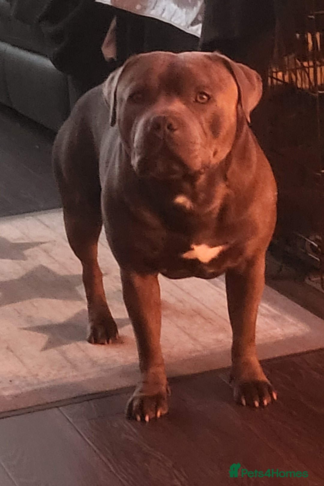 Staffordshire Bull Terrier dogs for stud: Maximus Prime ready for Stud in Birmingham - Advert 4