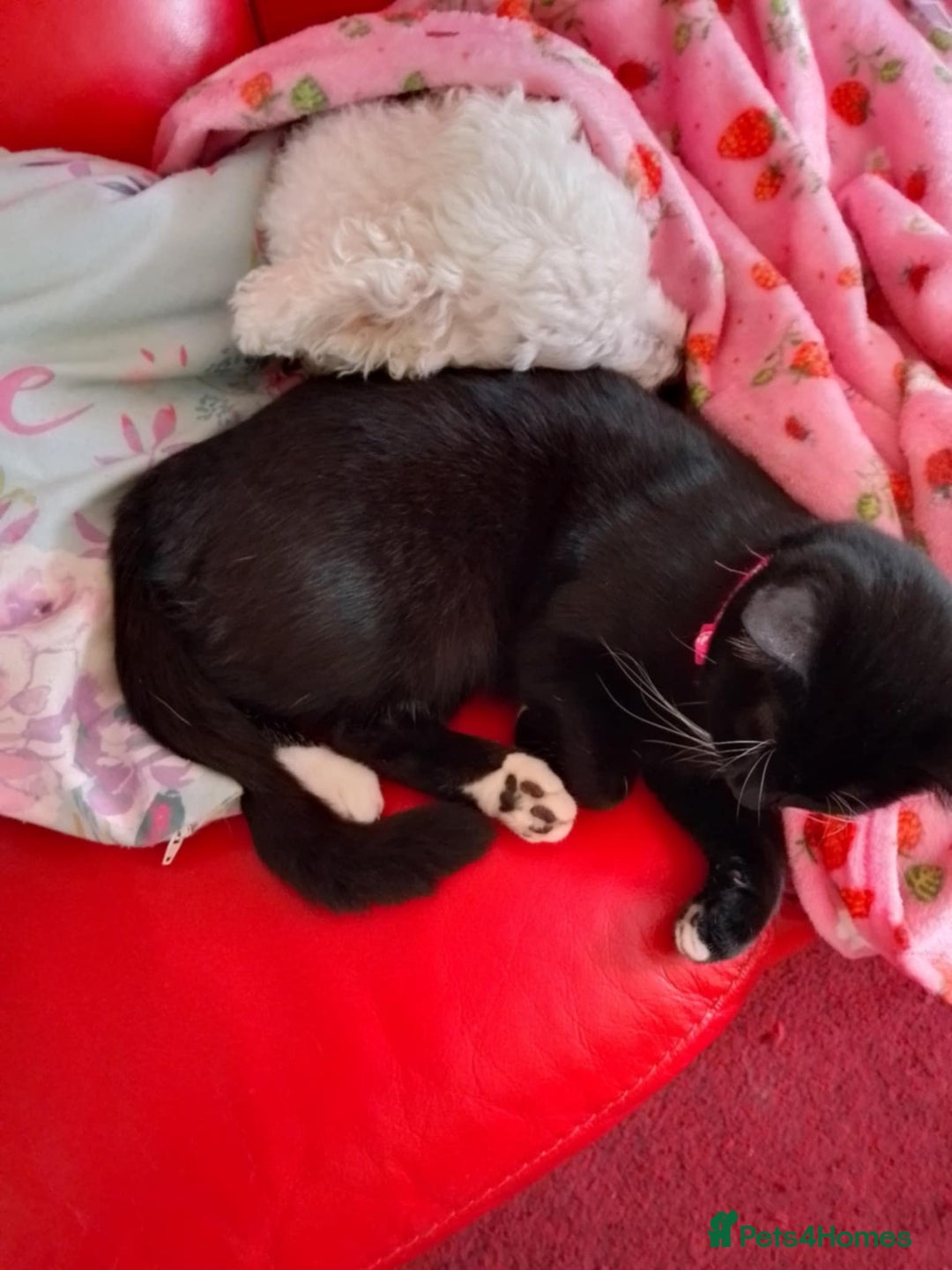 Domestic Shorthair cats for sale: Black tabby - Image 2