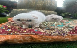 Scottish Fold cats for sale: Stunning Scottish Fold/Straight Kittens - Advert 3