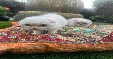Scottish Fold cats Stunning Scottish Fold/Straight Kittens - Advert 5