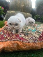 Scottish Fold cats Stunning Scottish Fold/Straight Kittens - Advert 2