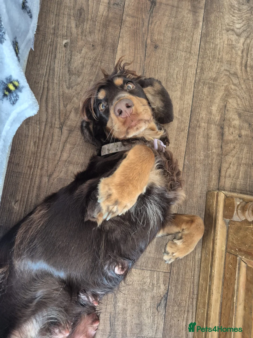 Cocker Spaniel dogs for sale: KC registered show type cocker spaniels Ready now  - Advert 39