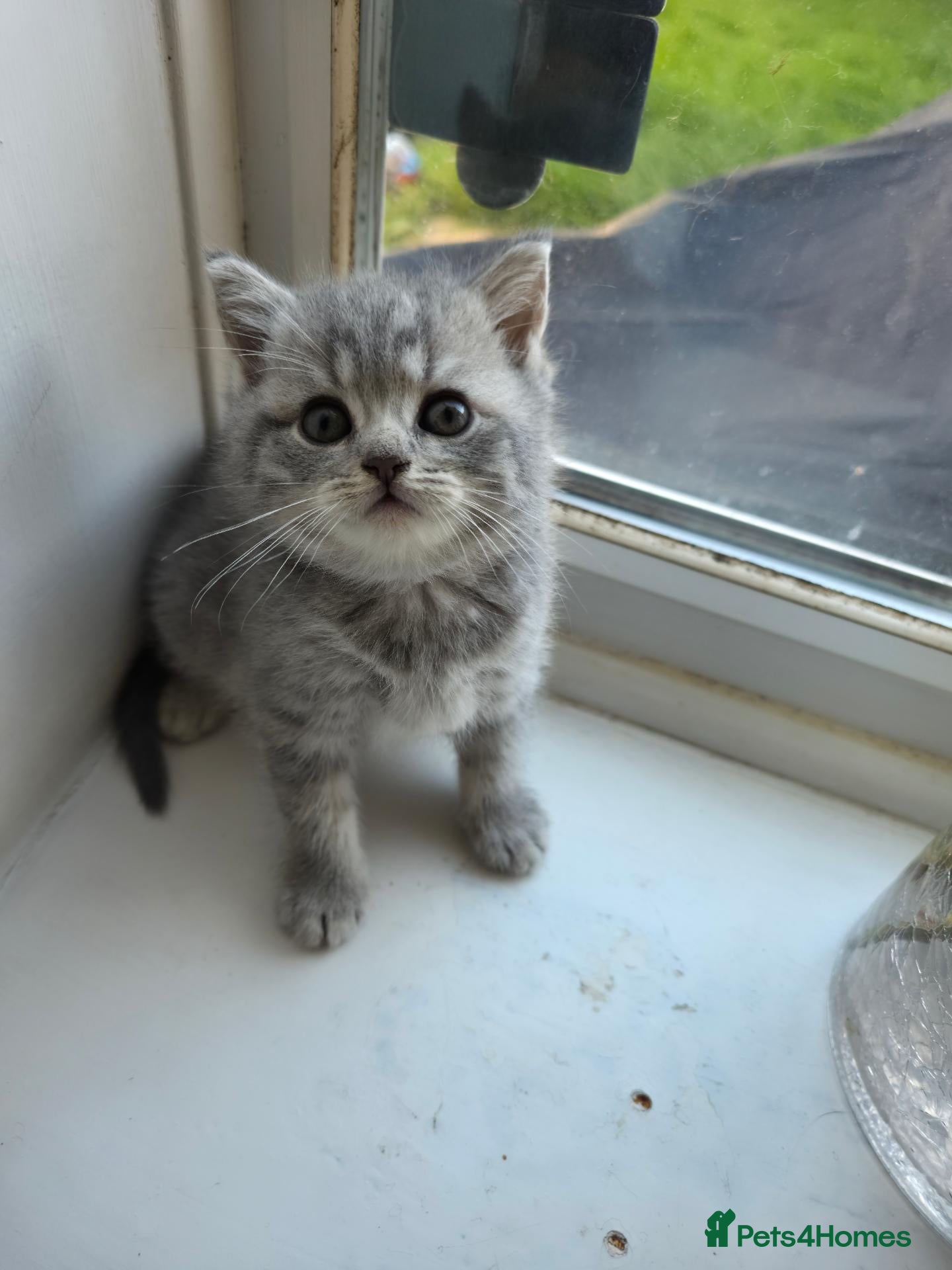 British Shorthair cats British Shorthair kittens - Advert 2